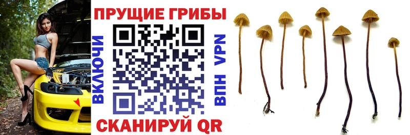 Псилоцибиновые грибы ЛСД  нарко площадка как зайти  Ишимбай  закладки  гидра  